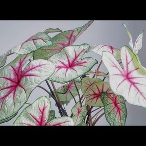 White Queen Caladium Bicolor Bulb